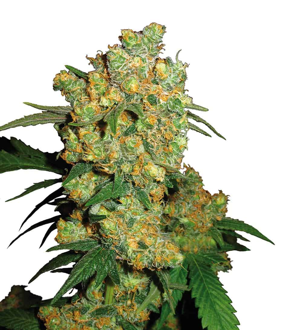 Big Bud